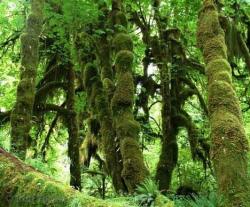 Hoh Rain Forest Hoh Rain Forest