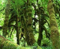 Hoh Rain Forest