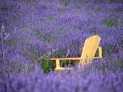 Sequim Lavender Farms